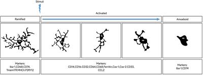 Regulation of microglia polarization after cerebral ischemia